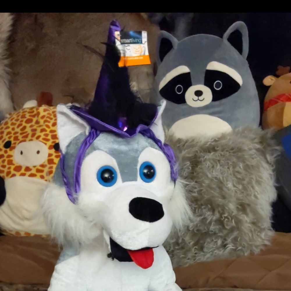 Witch hat for pets